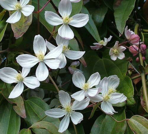 Clematis - Bosrank - Groen van bij ons