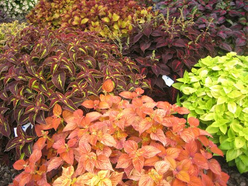  Siernetel - Coleus - Groen van bij ons