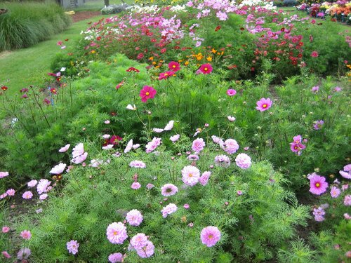  Cosmos - Groen van bij ons