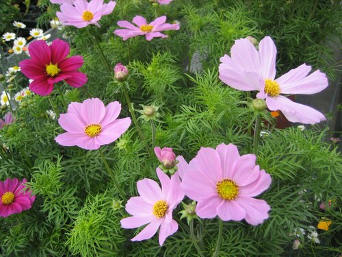  Cosmos - Groen van bij ons