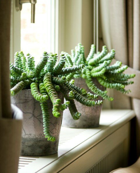 Crassula - Groen van bij ons