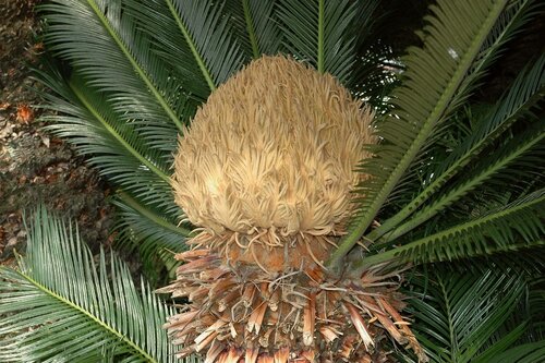 Cycaspalm - Groen van bij ons
