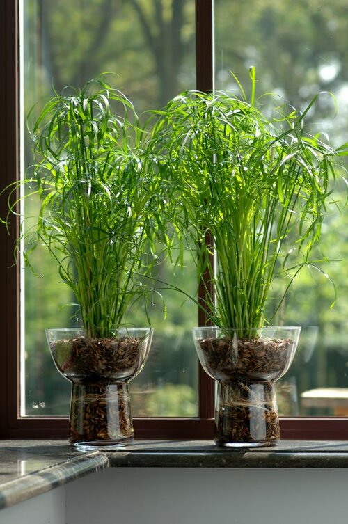  Parapluplant - Groen van bij ons