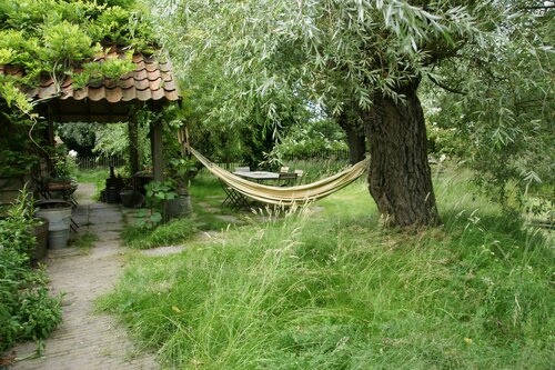 Schietwilg - Knotwilg - Groen van bij ons