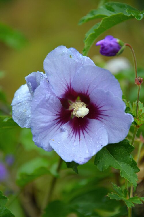  Hibiscus - Groen van bij ons