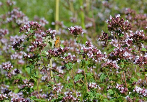  Oregano - Groen van bij ons