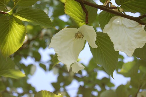 Vaantjesboom - Groen van bij ons