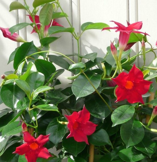 Mandevilla - Groen van bij ons