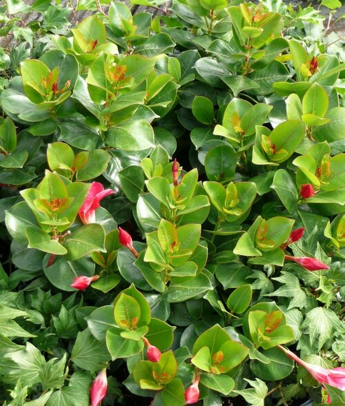  Mandevilla - Groen van bij ons