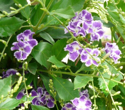  Duranta - Groen van bij ons