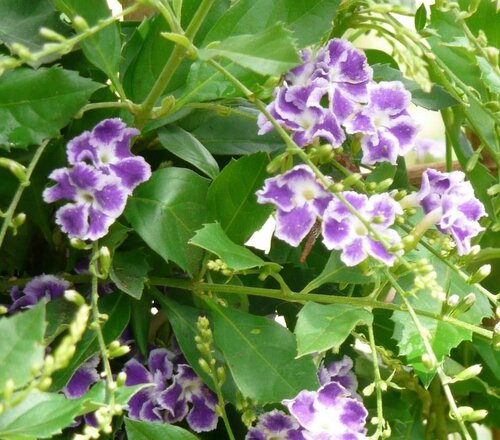  Duranta - Groen van bij ons