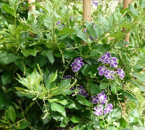  Duranta - Groen van bij ons