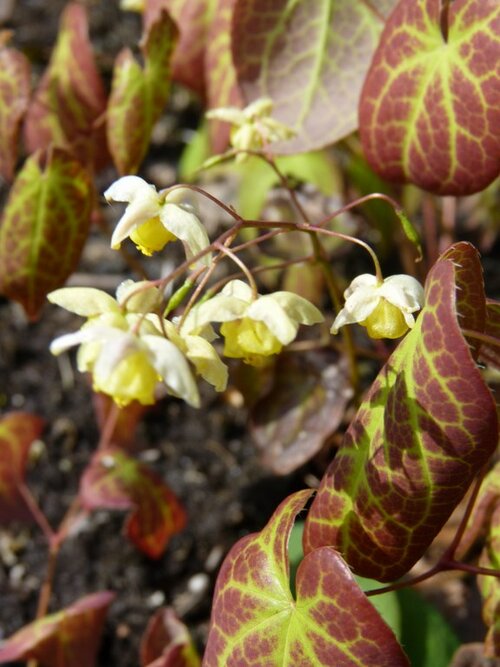  Elfenbloem - Groen van bij ons