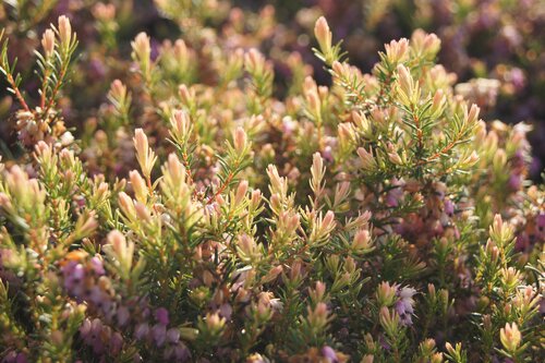 Winterheide - Dopheide - Groen van bij ons