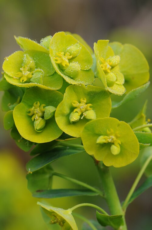 Groen van bij ons