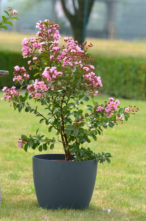 Lagerstroemia - Groen van bij ons