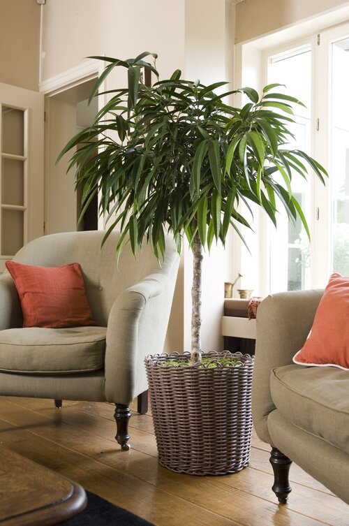 Ficus - Groen van bij ons