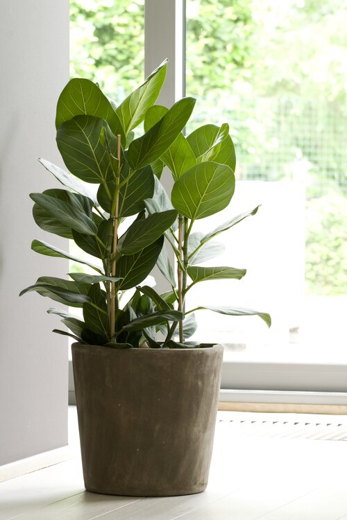 Ficus - Groen van bij ons