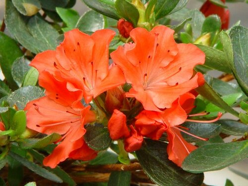 Azalea Japonica - Groen van bij ons
