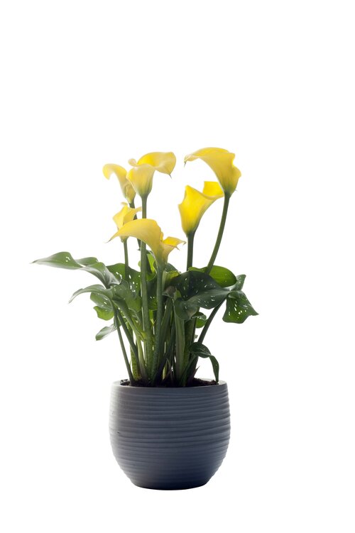 Aronskelk - Calla - Groen van bij ons