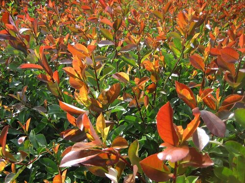 Glansmispel - Mexicaanse oranjebloesem - Groen van bij ons