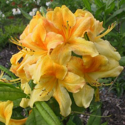  Rododendron - Knaphill - Groen van bij ons
