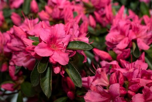 Azalea Japonica - Groen van bij ons