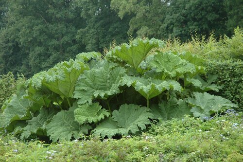  Mammoetblad - Groen van bij ons