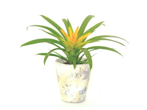 Guzmania - Groen van bij ons