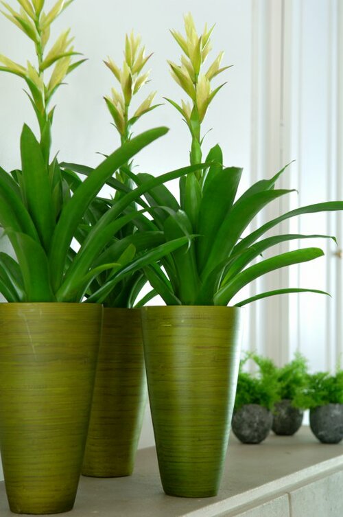 Guzmania - Groen van bij ons