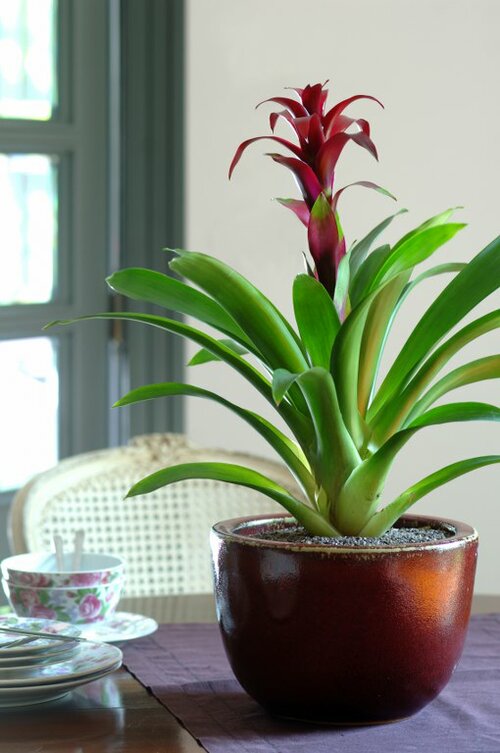 Guzmania - Groen van bij ons