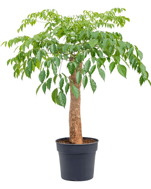 Heteropanax - Chinese kamerboom - Groen van bij ons