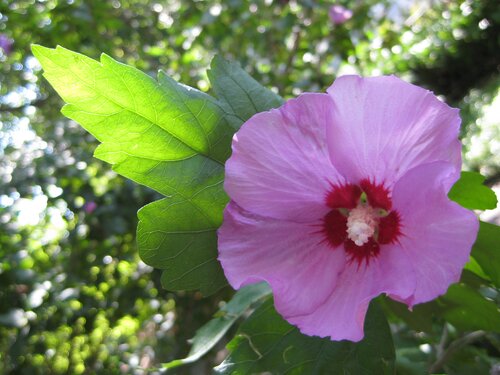  Hibiscus - Groen van bij ons