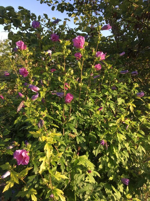  Hibiscus - Groen van bij ons