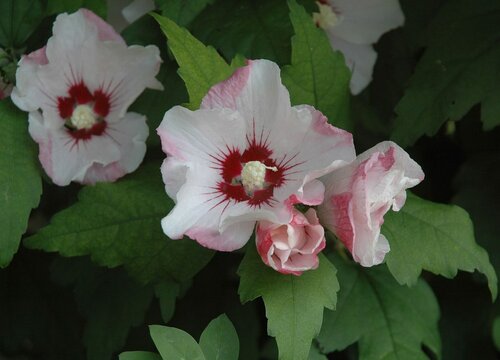  Hibiscus - Groen van bij ons