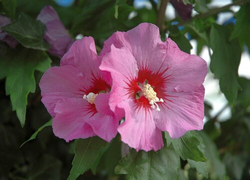  Hibiscus - Groen van bij ons