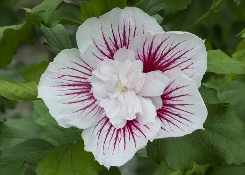  Hibiscus - Groen van bij ons
