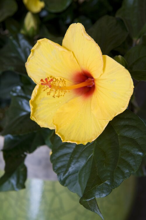  Hibiscus - Groen van bij ons