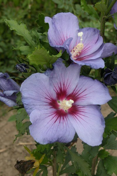  Hibiscus - Groen van bij ons