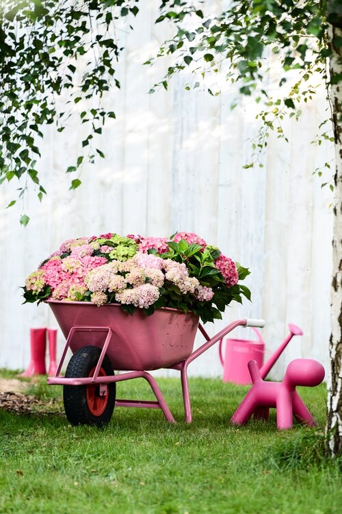 Hortensia - Groen van bij ons