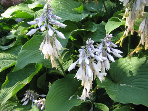  Hosta - Hartlelie - Groen van bij ons