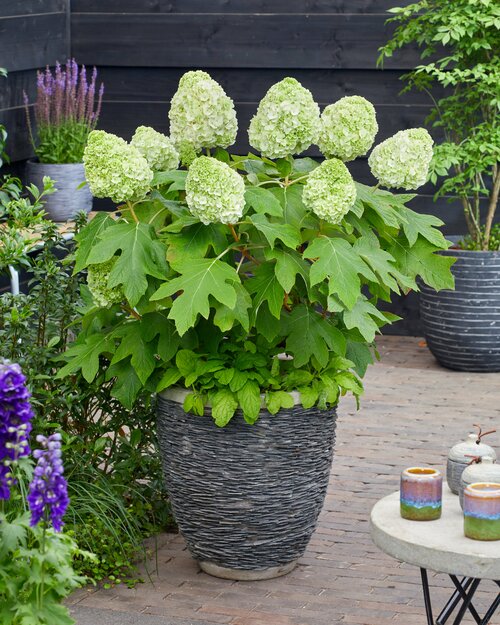 Eikenbladhortensia - Groen van bij ons
