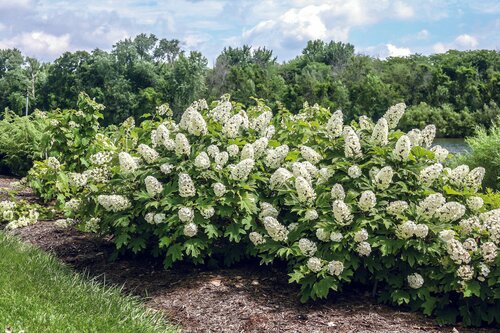 Eikenbladhortensia - Groen van bij ons