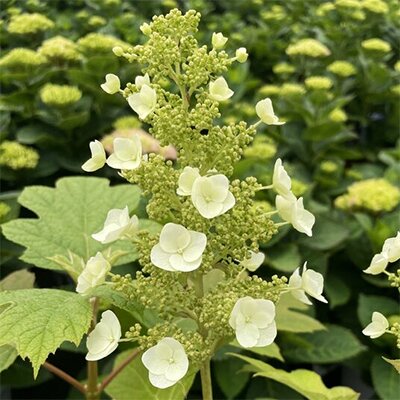 Eikenbladhortensia - Groen van bij ons