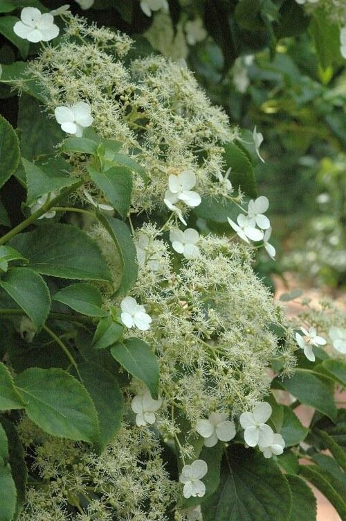 Klimhortensia - Groen van bij ons