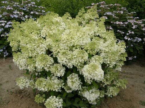  Hortensia - Groen van bij ons