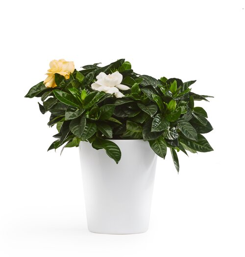  Kaapse Jasmijn - Groen van bij ons