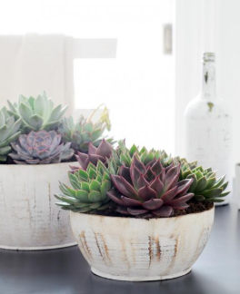 Echeveria - Groen van bij ons