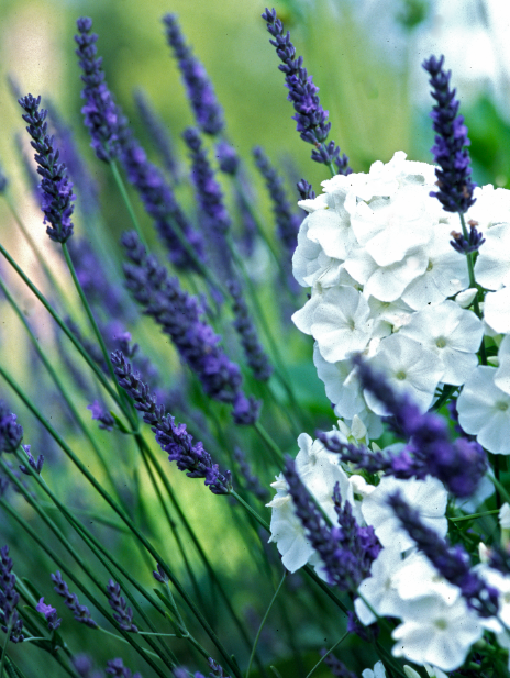 Lavendel - Groen van bij ons
