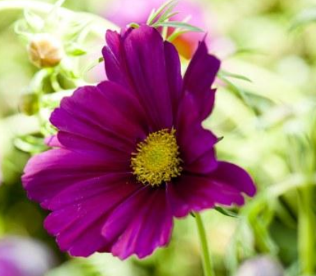  Cosmos - Groen van bij ons